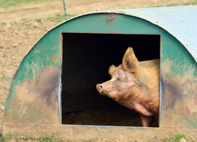  casetas para la cria porcina al aire libre, el sitio porcino, chris wright, editor