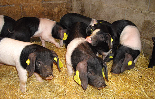 La raza porcina Celta-el sitio porcino