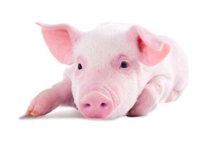 Observaciones aleatorias de la industria porcina